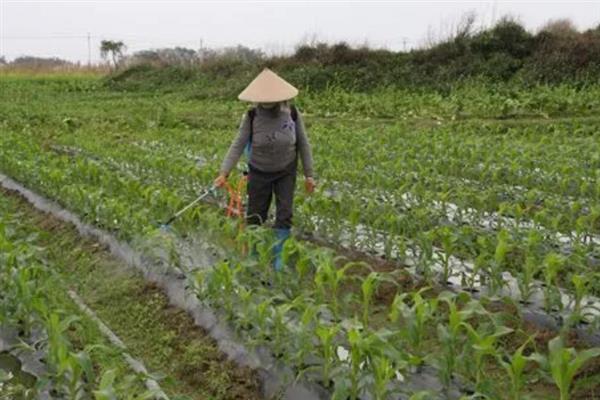 叶面肥施用的注意事项，喷施浓度要适当