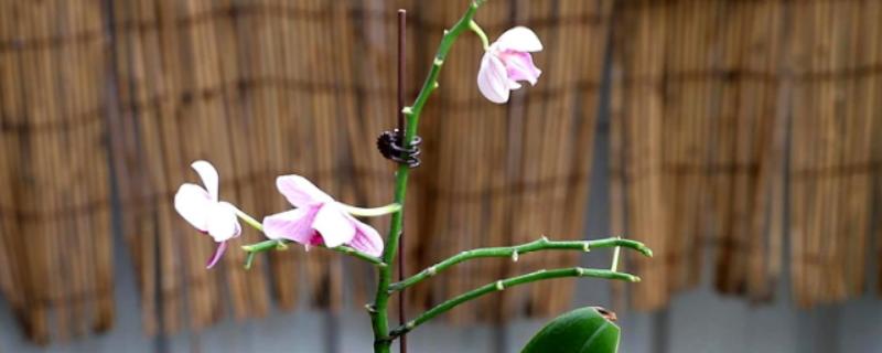 养殖蝴蝶兰的方法，使用苔藓、树皮、炭、石头等作为植料