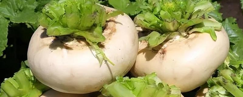 什么时候收获盘菜，一般在十月份开始收获