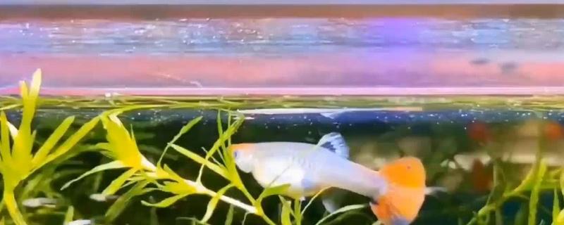 养孔雀鱼适合用什么水流，喜欢静水环境不制造水流才是最好