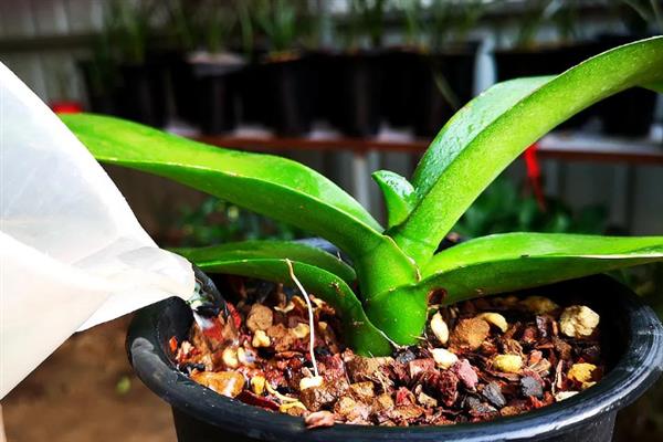 养殖蝴蝶兰的方法，使用苔藓、树皮、炭、石头等作为植料