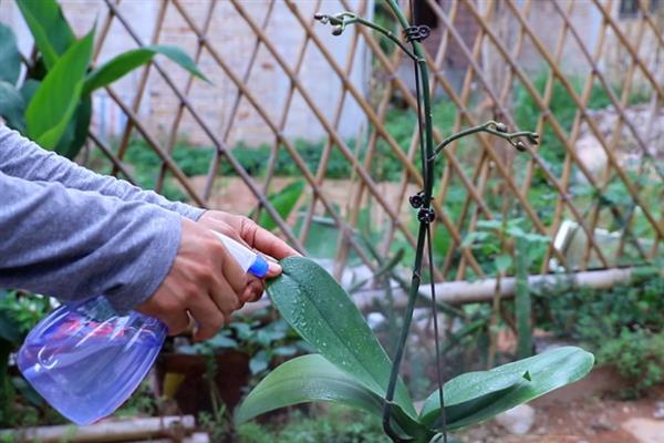 养殖蝴蝶兰的方法，使用苔藓、树皮、炭、石头等作为植料