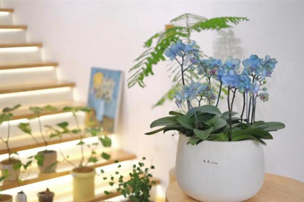 养殖蝴蝶兰的方法，使用苔藓、树皮、炭、石头等作为植料