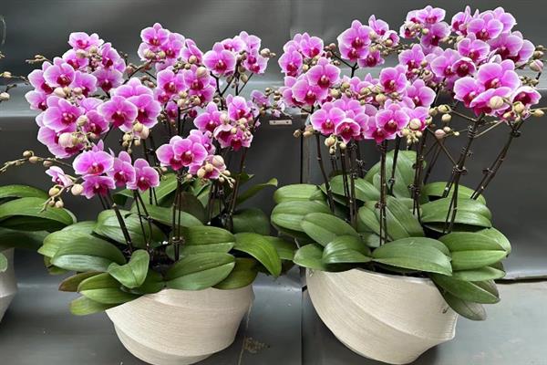 养殖蝴蝶兰的方法，使用苔藓、树皮、炭、石头等作为植料