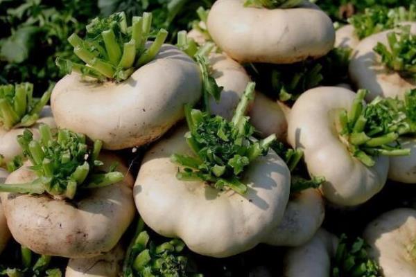 什么时候收获盘菜，一般在十月份开始收获