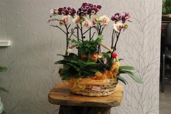 养殖蝴蝶兰的方法，使用苔藓、树皮、炭、石头等作为植料