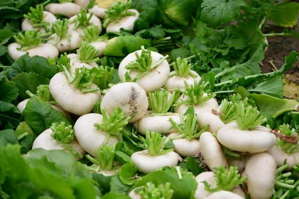 什么时候收获盘菜，一般在十月份开始收获