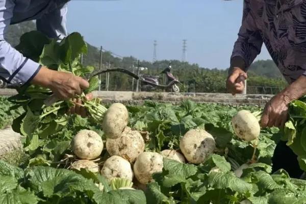 什么时候收获盘菜，一般在十月份开始收获