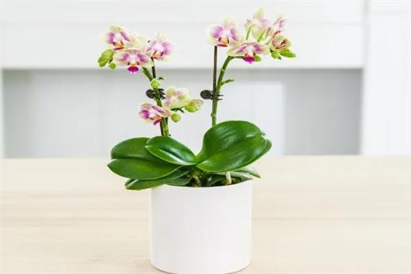 养殖蝴蝶兰的方法，使用苔藓、树皮、炭、石头等作为植料