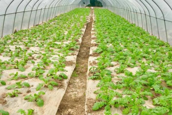 什么时候收获盘菜，一般在十月份开始收获