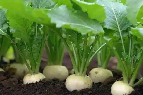 什么时候收获盘菜，一般在十月份开始收获