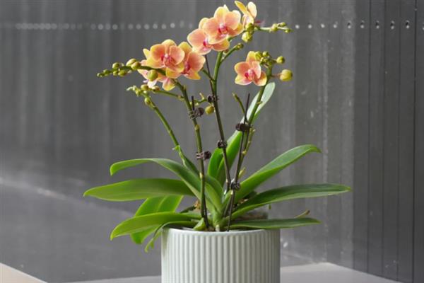 养殖蝴蝶兰的方法，使用苔藓、树皮、炭、石头等作为植料