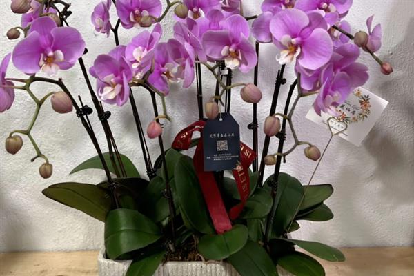 养殖蝴蝶兰的方法，使用苔藓、树皮、炭、石头等作为植料