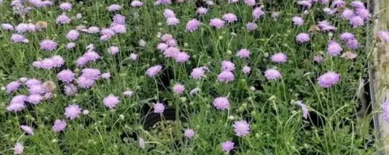 蓝盆花有没有毒，蓝盆花没有毒