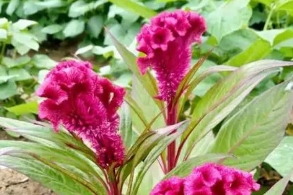 鸡冠花有没有毒，属于无毒植物可养在室内