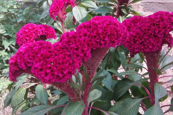 鸡冠花有没有毒，属于无毒植物可养在室内