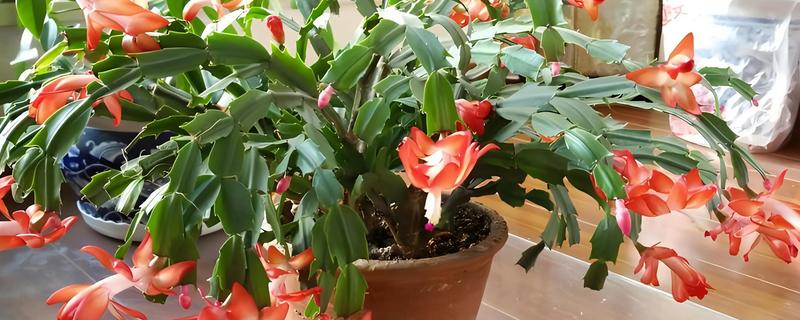 蟹爪兰的开花时间，一般在10月份进入花期