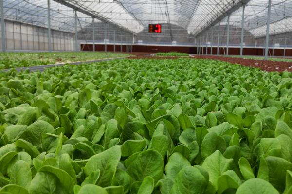 在温室内种植蔬菜要注意什么，避免过度施肥、留苗过密、温度过高