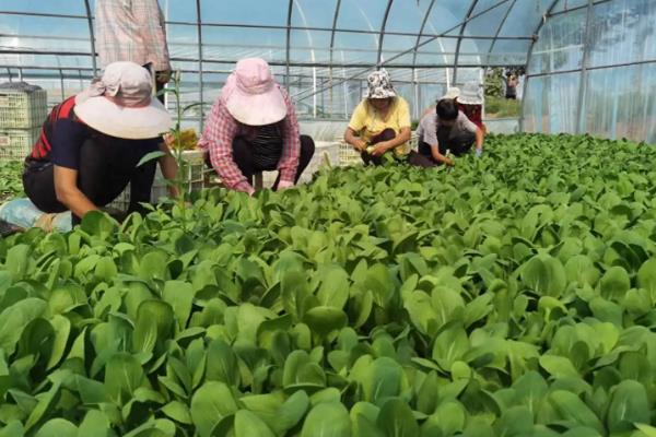 在温室内种植蔬菜要注意什么，避免过度施肥、留苗过密、温度过高