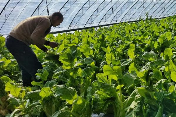 在温室内种植蔬菜要注意什么，避免过度施肥、留苗过密、温度过高