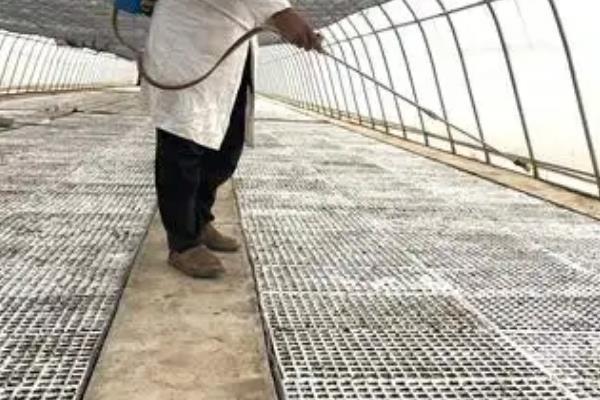 在温室内种植蔬菜要注意什么，避免过度施肥、留苗过密、温度过高