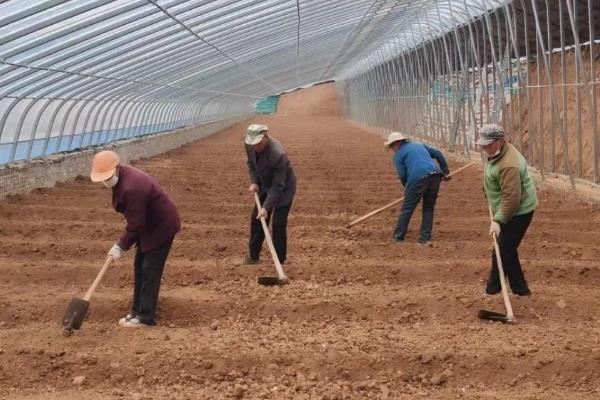 在温室内种植蔬菜要注意什么，避免过度施肥、留苗过密、温度过高