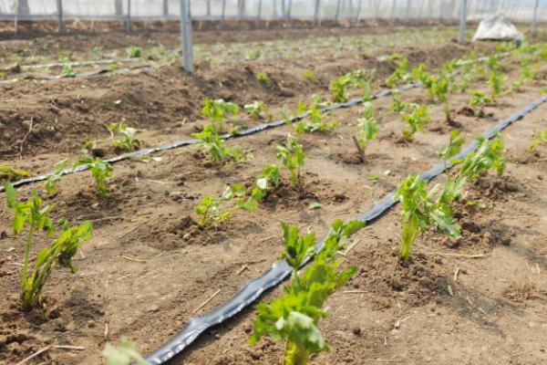 在温室内种植蔬菜要注意什么，避免过度施肥、留苗过密、温度过高