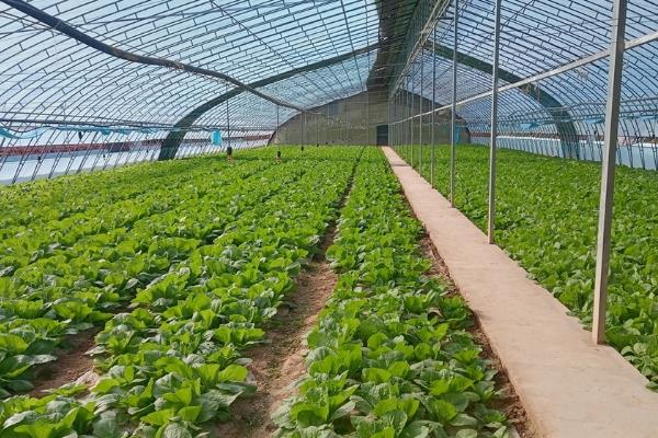 在温室内种植蔬菜要注意什么，避免过度施肥、留苗过密、温度过高