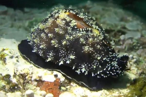 拟枣贝无法培育的原因，水温不满足要求便无法存活