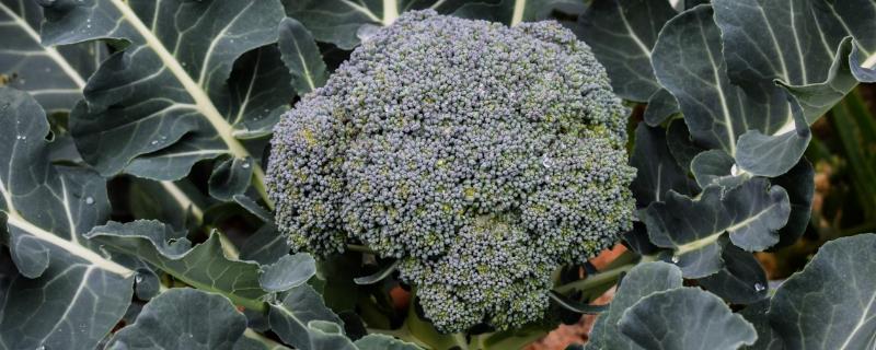 西兰花的采收时间，花球长至12-15cm即可采收