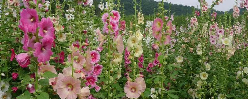 如何养殖蜀葵，春季对主干摘梢可促进分枝生长