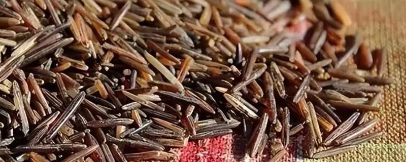 中国菰米的产地，主要产自长江中下游
