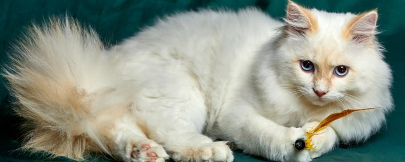 猫咪便便中有毛发的原因，不一定是由于生病了