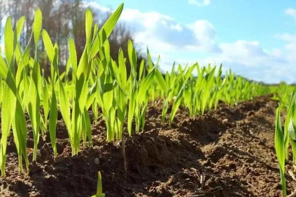 运旱115小麦的品种介绍，全生育期为240-245天