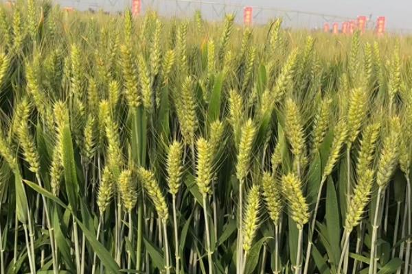 运旱115小麦的品种介绍，全生育期为240-245天