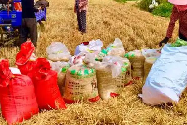 运旱115小麦的品种介绍，全生育期为240-245天