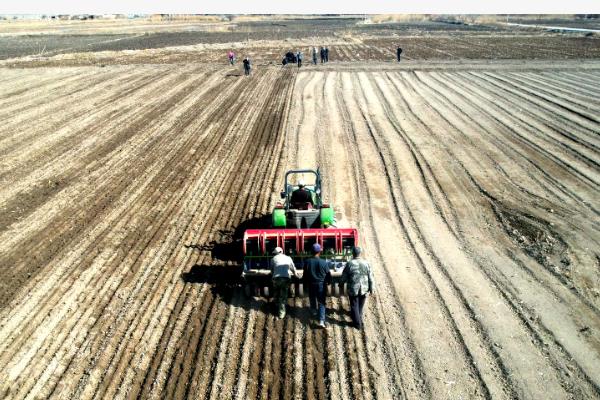 运旱115小麦的品种介绍，全生育期为240-245天