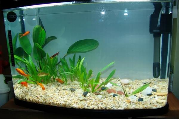 鱼不想养了的处理方法，可以送人或水族馆等