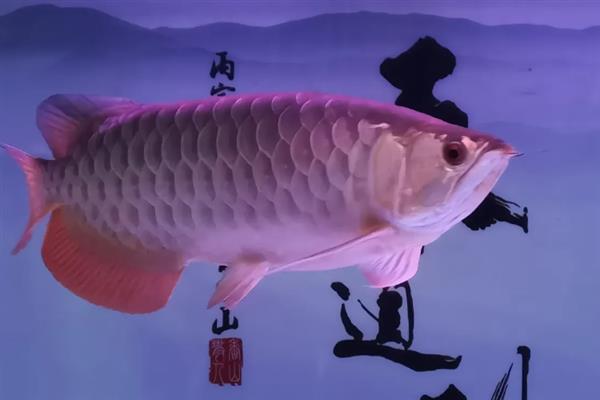 鱼不想养了的处理方法，可以送人或水族馆等