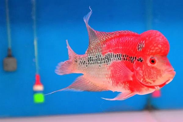 鱼不想养了的处理方法，可以送人或水族馆等