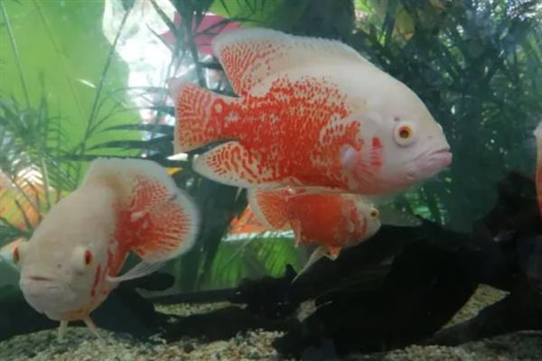 鱼不想养了的处理方法，可以送人或水族馆等
