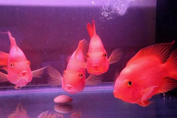 鱼不想养了的处理方法，可以送人或水族馆等