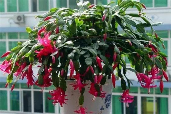 蟹爪兰的开花时间，一般在10月份进入花期