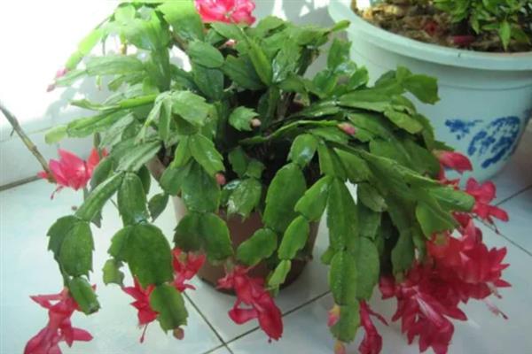 蟹爪兰的开花时间，一般在10月份进入花期