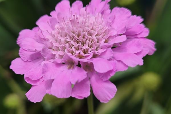 蓝盆花有没有毒，蓝盆花没有毒