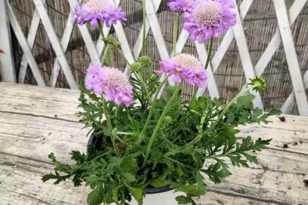 蓝盆花有没有毒，蓝盆花没有毒