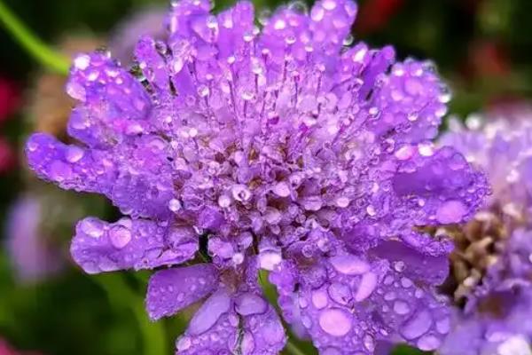 蓝盆花有没有毒，蓝盆花没有毒