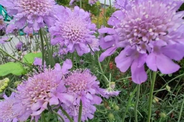 蓝盆花有没有毒，蓝盆花没有毒