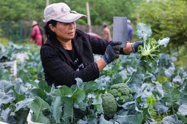 西兰花的采收时间，花球长至12-15cm即可采收