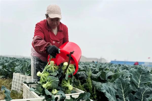 西兰花的采收时间，花球长至12-15cm即可采收